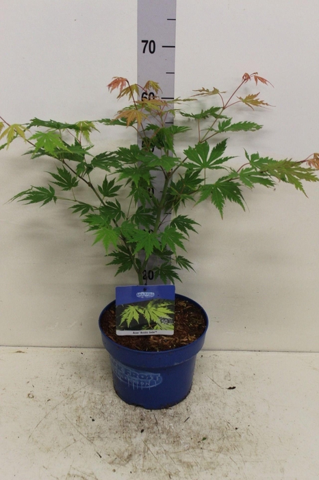 <h4>Acer Arctic Jade P23 potgekweekt</h4>