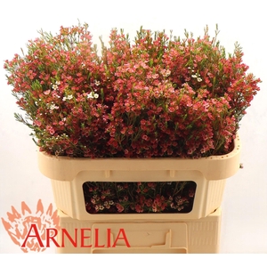 Chamelaucium 'My Sweet 16'