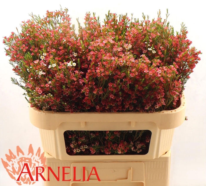 <h4>Chamelaucium 'My Sweet 16'</h4>