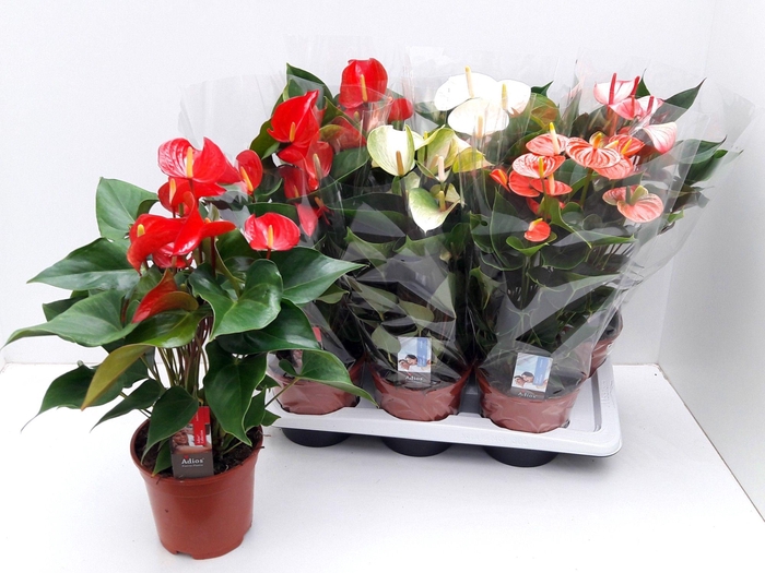 ANTHU AN FLORIST MIX (Adios)