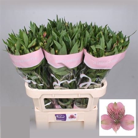 <h4>ALSTR ELEGANCE</h4>