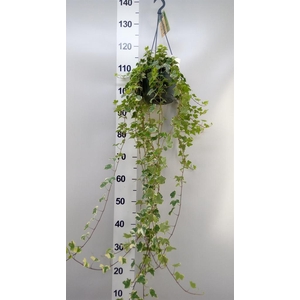 Hedera helix 'Eva'