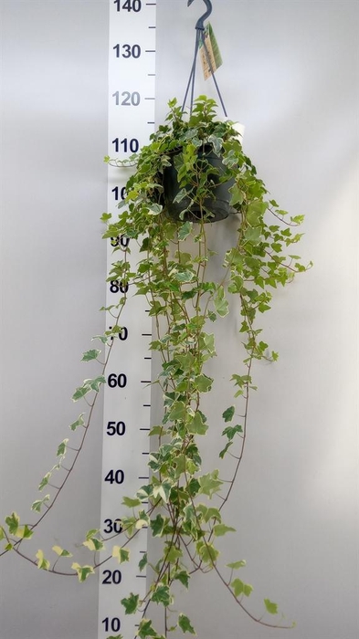 <h4>Hedera helix 'Eva'</h4>