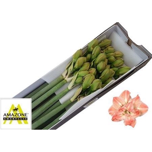 Hipp Dg Exotic Nymph