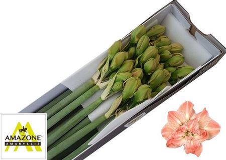 <h4>Hipp Dg Exotic Nymph</h4>