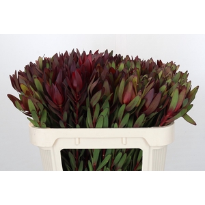 Leucadendron Saf Sunset Dark Red