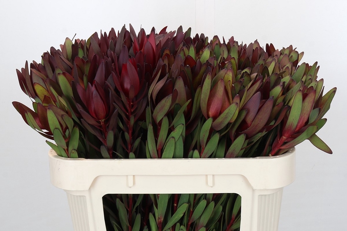 <h4>Leucadendron Saf Sunset Dark Red</h4>