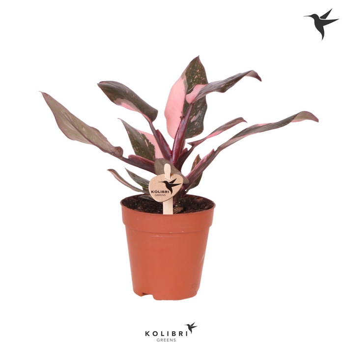 <h4>Kolibri Greens Philodendron Pink Princess Marble</h4>