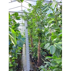 Ficus natalensis 'Lynn'