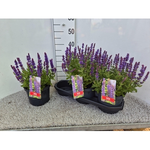 SALVIA NE SE DP BLUE