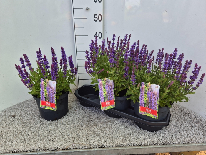 <h4>SALVIA NE SE DP BLUE</h4>