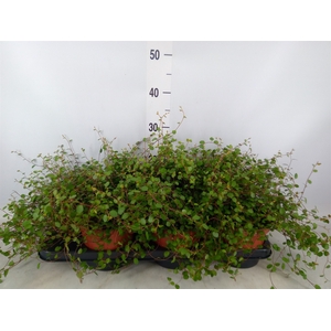 Muehlenbeckia com. 'Mao'ri'