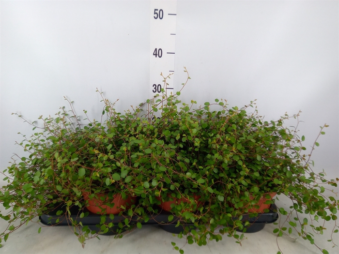 <h4>Muehlenbeckia com. 'Mao'ri'</h4>