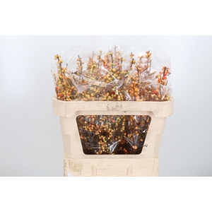 Ilex Ve Ilexia Julia