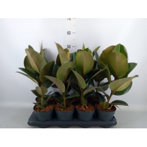 Ficus elastica 'Robusta'