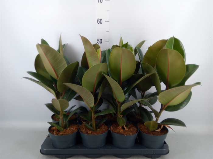 <h4>Ficus elastica 'Robusta'</h4>