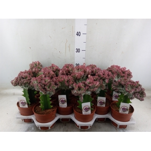 Euphorbia lactea 'Cristata'