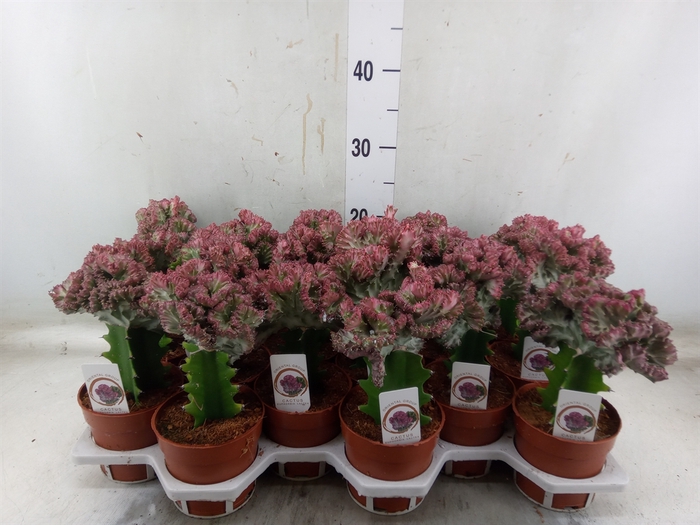 <h4>Euphorbia lactea 'Cristata'</h4>