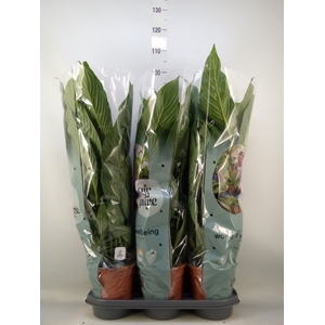 Spathiphyllum  'Bingo Cupido'