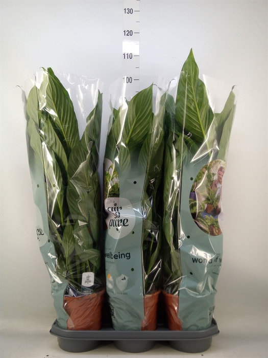 <h4>Spathiphyllum  'Bingo Cupido'</h4>