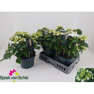 HYDR ML WEDDING GOWN