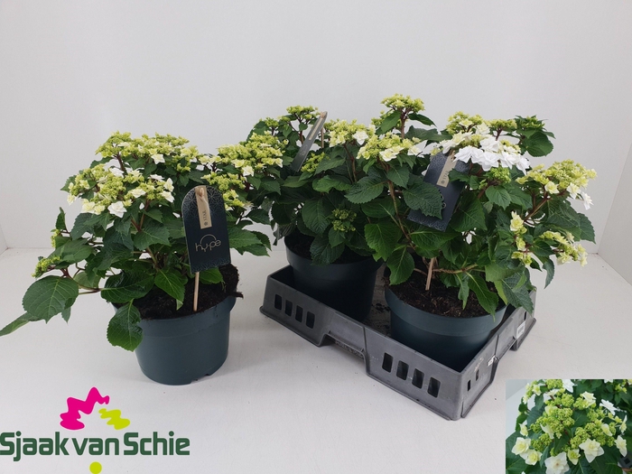 <h4>HYDR ML WEDDING GOWN</h4>