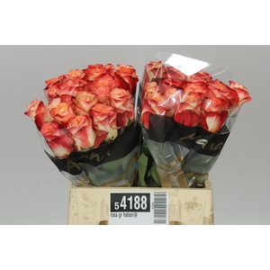 Rosa Gr Habari@