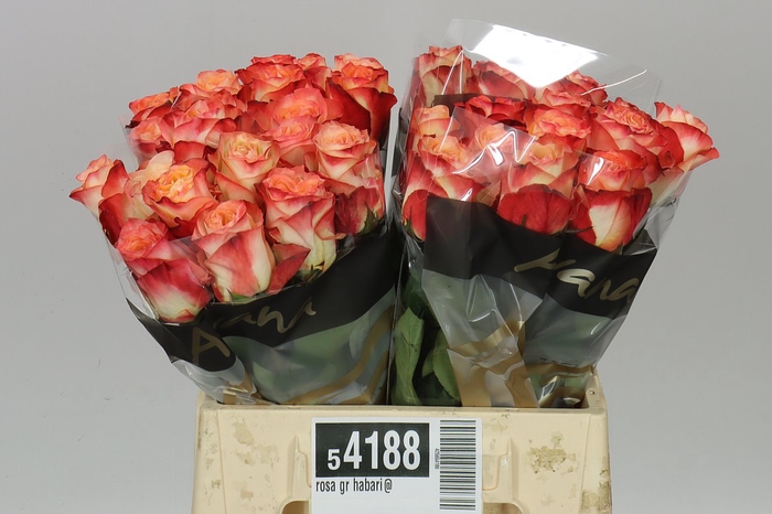 <h4>Rosa Gr Habari@</h4>