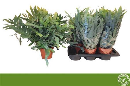 <h4>Phlebodium aureum 'Blue Star'</h4>