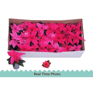 EUPHOR P PRI DA PINK