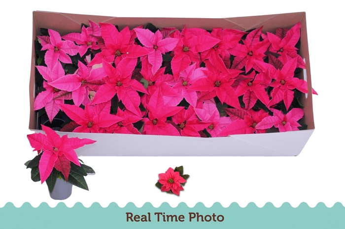 <h4>EUPHOR P PRI DA PINK</h4>