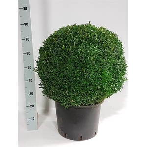 Buxu Sempervirens