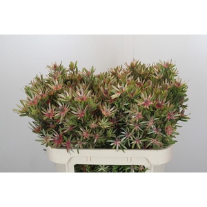 LEUCAD AYOBA ST PEAR