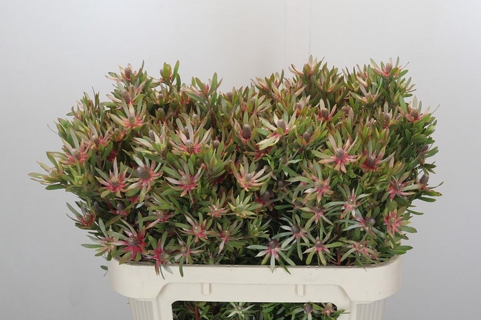 <h4>LEUCAD AYOBA ST PEAR</h4>