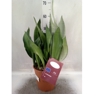 Sansevieria trifa. 'Moonshine'