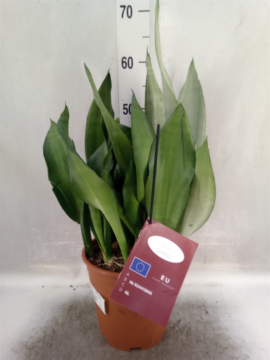 <h4>Sansevieria trifa. 'Moonshine'</h4>