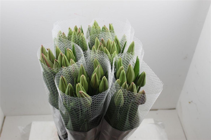 <h4>Tu Fr En Romaine</h4>