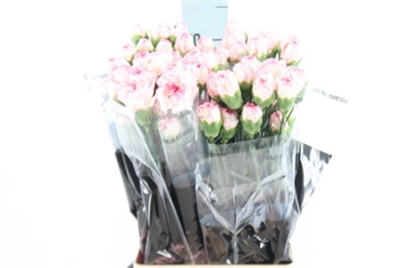 <h4>Di St Pastel Damascus</h4>
