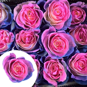 R Eq Tinted Hot Pink Blue