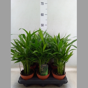Chamaedorea cataractarum