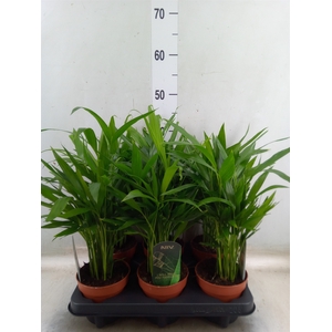 Chamaedorea cataractarum