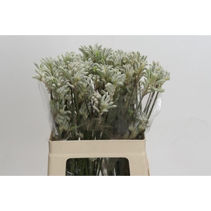 Kangaroo Paw Bush Diamond