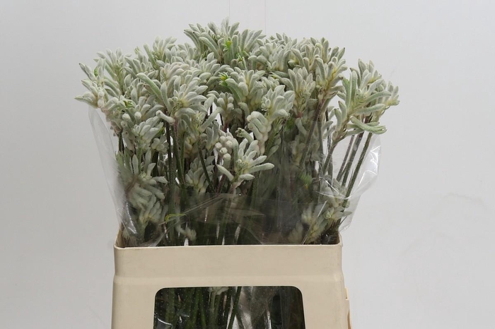 <h4>Kangaroo Paw Bush Diamond</h4>