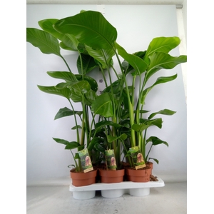 Strelitzia nicolai