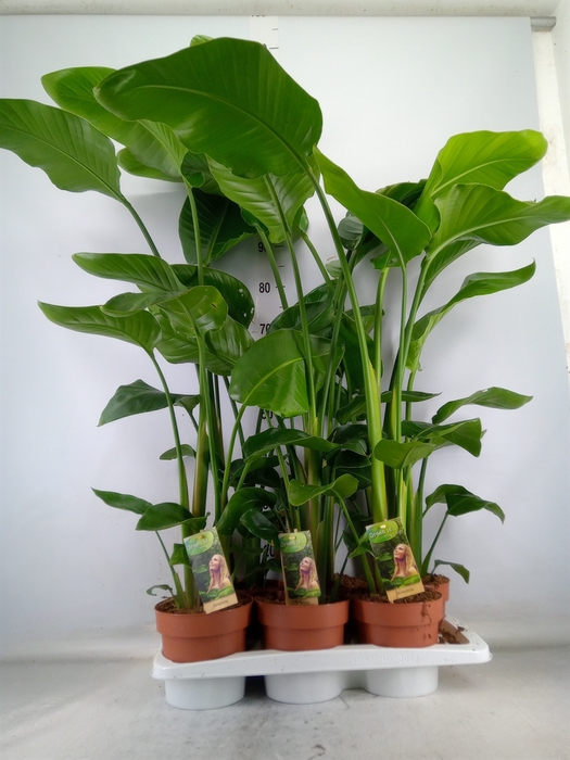 <h4>Strelitzia nicolai</h4>