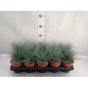 Festuca glauca