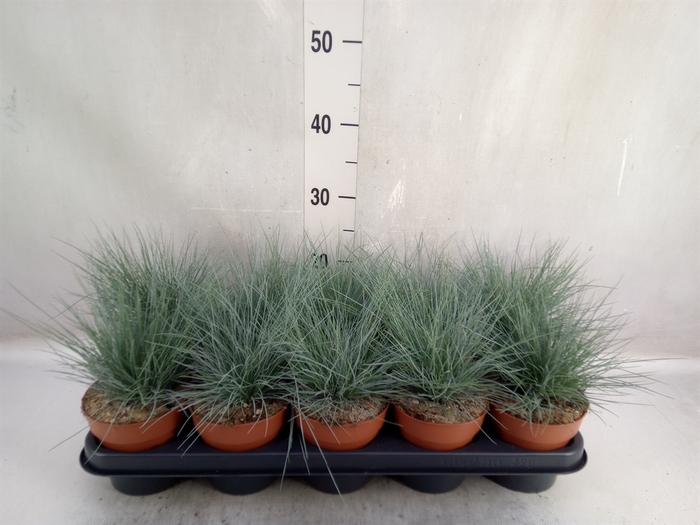 Festuca glauca