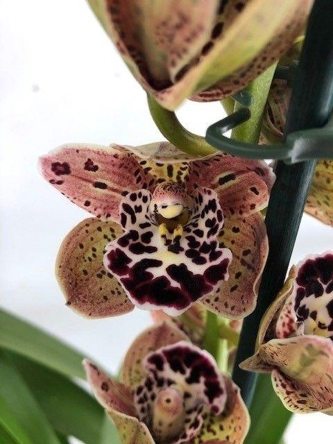 <h4>CYMB MAGIC VOGEL</h4>