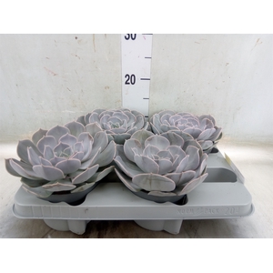 Echeveria  'Pollux'