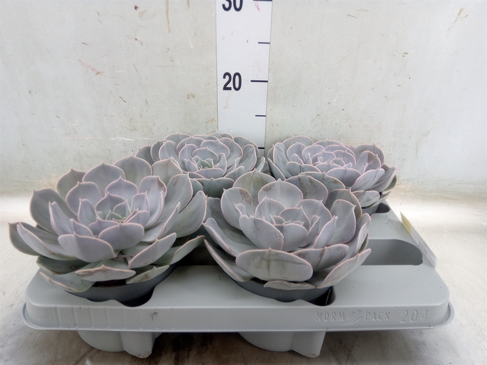 <h4>Echeveria  'Pollux'</h4>